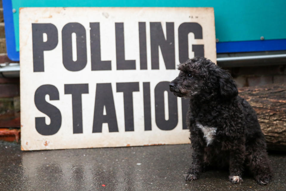 A dog sitting next to a polling station sign in Haringey, north London.