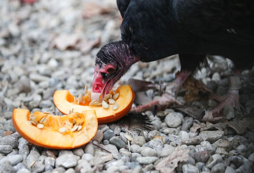 Kachina, a turkey vulture, nibbles on a pumpkin at Raptor Rehabilitation of Kentucky recently. The turkey vulture is found throughout Southern Indiana and Kentucky and scavenges on carrion. The pumpkins and cabbage keep the vulture entertained and helps with its recovery. The vultures have keen eyesight and smell. Oct. 18, 2022.