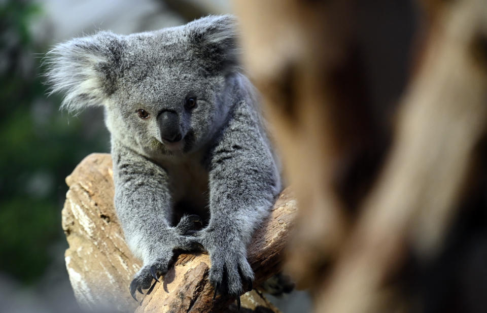 A koala on a branch in a zoo.