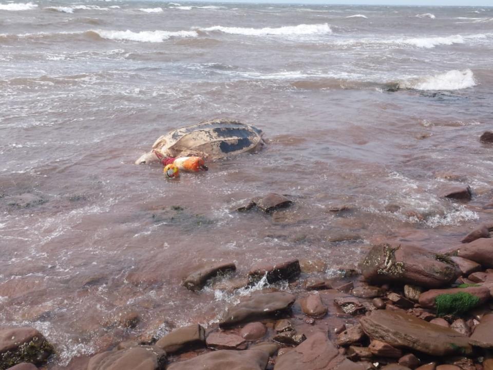 A massive sea turtle was found dead on the shores of Fernwood, P.E.I. last Friday. (Submitted by Tom Sherry - image credit)