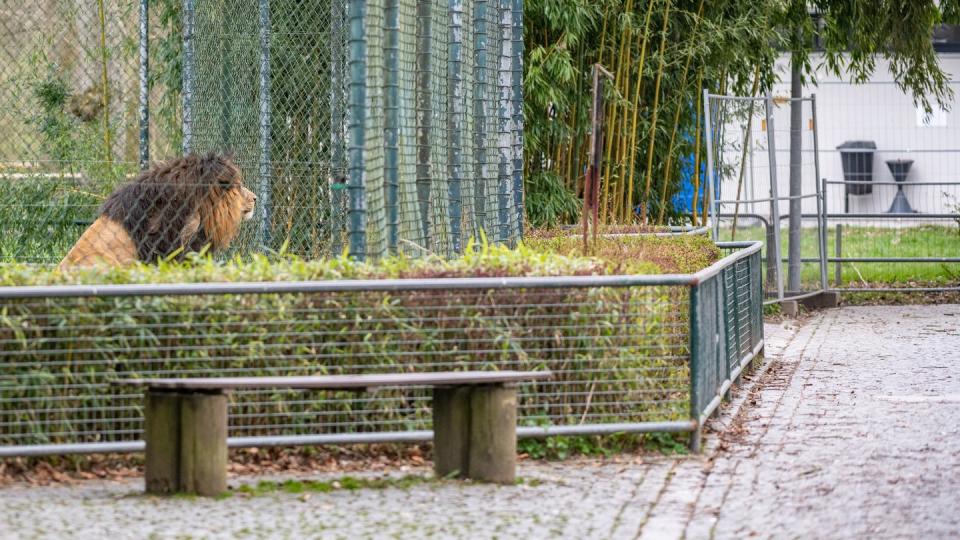 Ein Löwe blickt aus seinem Gehege auf einen menschenleeren Weg.