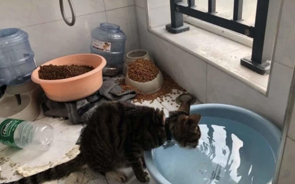 A rescue squad led by a man called "Old Cat" is saving pets whose owners cannot return home  - Wuhan Pet Life Online