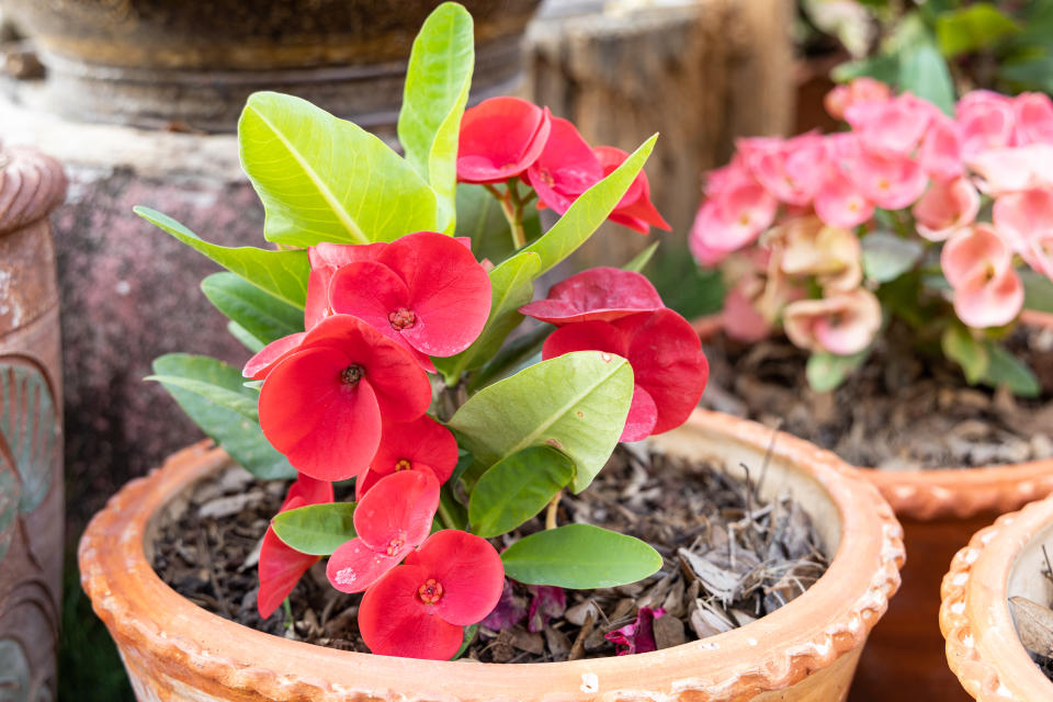 Euphorbia Milii (Chistusdorn): Für Latex-Allergiker eher nicht geeignet (Bild: Getty).