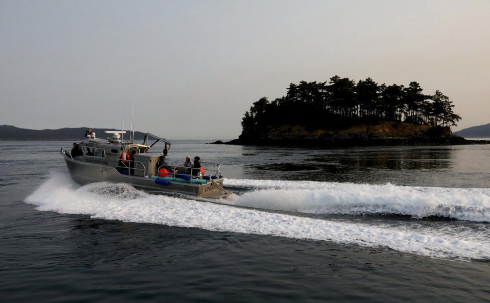 The Lummi police boat heads to the west side of San Juan Island in an attempt to feet chinook salmon to an ailing young orca, J50, seen from the King County Research Vessel SoundGardian, Friday, Aug. 10, 2018. Teams of whale experts raced out to sea Thursday to help an ailing young killer whale, but they don't plan to intervene to help a mother orca in the same critically endangered pod that has been pushing the body of her dead calf for more than two weeks. (Alan Berner/The Seattle Times via AP, Pool)