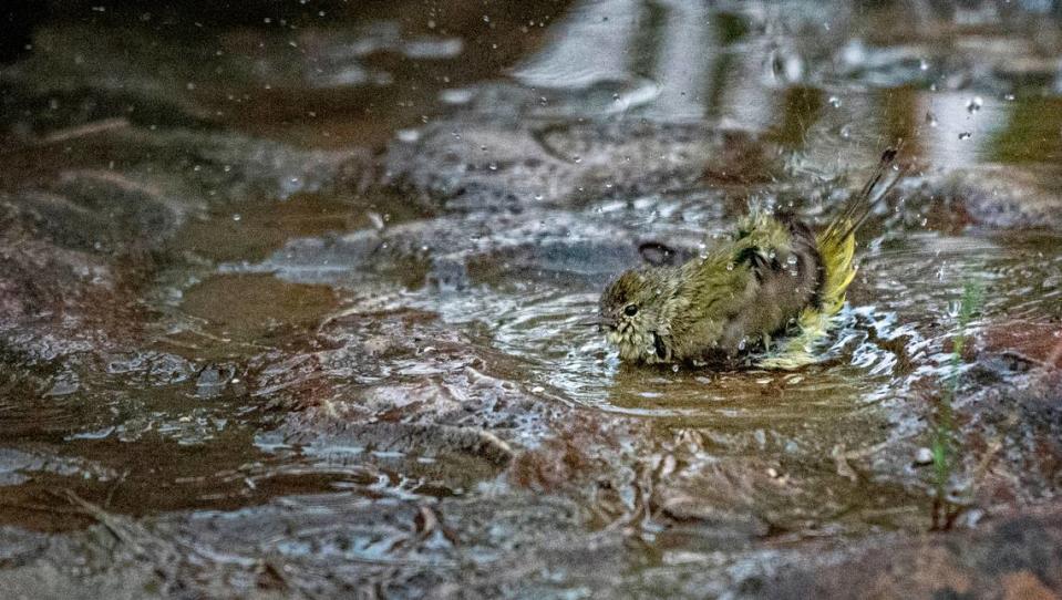 An orange-crowned warbler in a bird bath at the Acton Nature Center in Granbury, Texas, Jan. 1,. 2022.