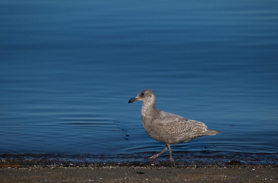 Water birds were reportedly spotted on the beach with oily feathers, but officials say they flew away before their health could be checked.