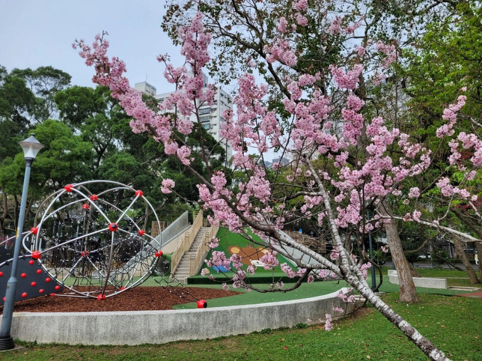 林口小熊公園是讓孩子們放電的好去處。