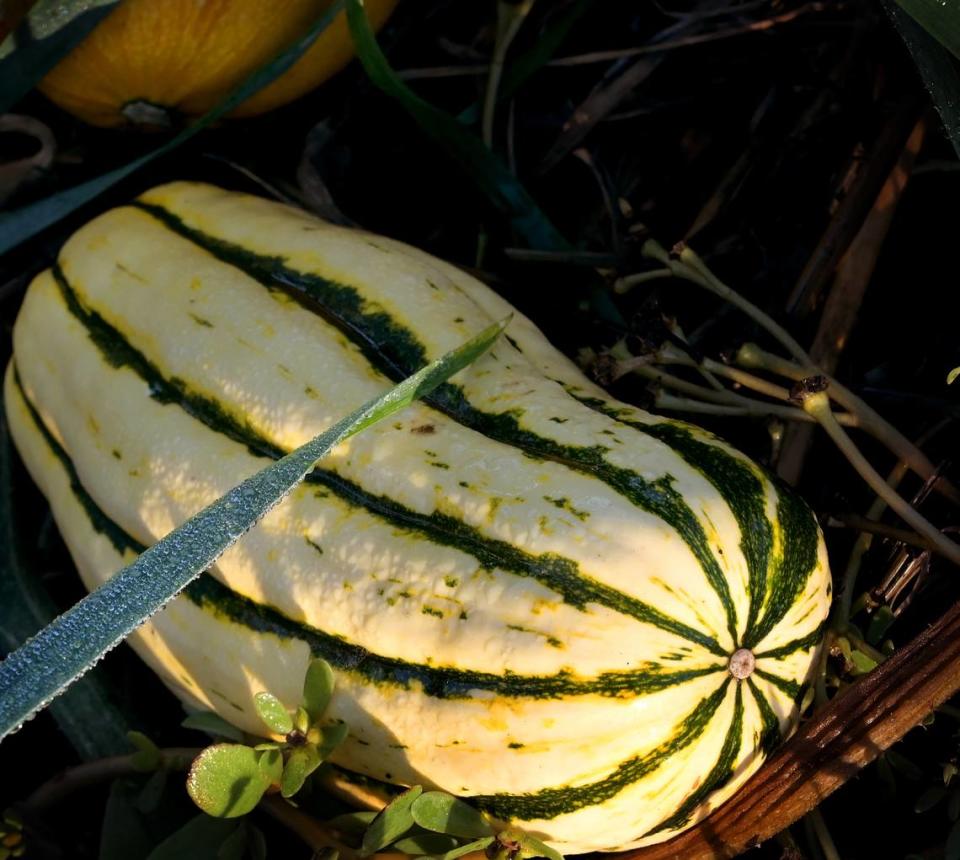 Winter squash nears their harvesting time on Carter Hick’s west Olympia farm plot on Oct. 19, 2023.