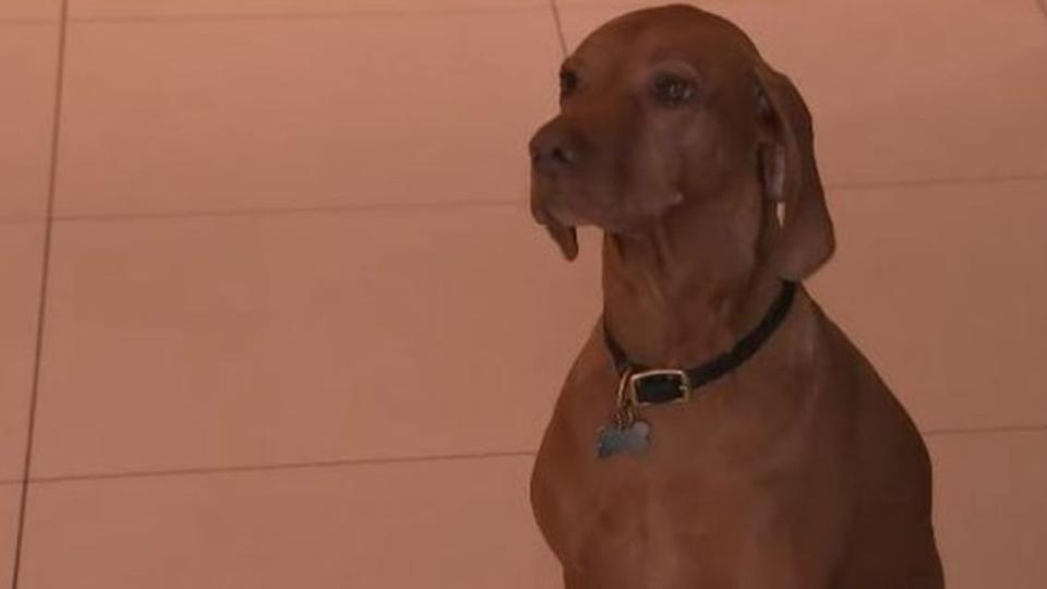 Six-year-old hungarian vizsla Austin was found barking at two men who had entered through an unlocked door. Picture: 9News