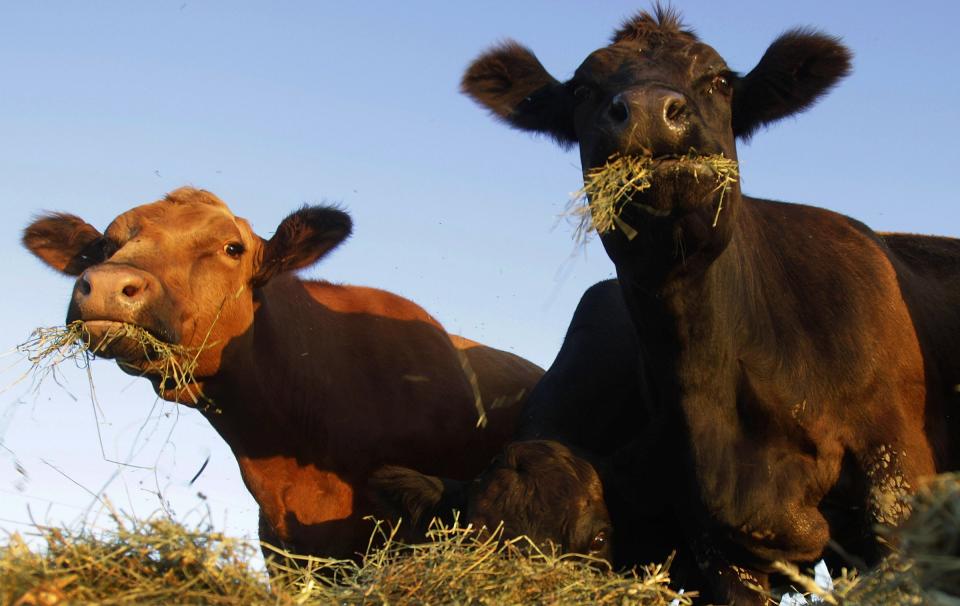 FILE - In this Sept. 12, 2011 file photo, Simmental beef cattle feed on hay in a pasture near Middletown, Ill. Startups developing cell-cultured meat say their products would be more humane and environmentally friendly, since they don’t require raising and slaughtering animals. (AP Photo/Seth Perlman)