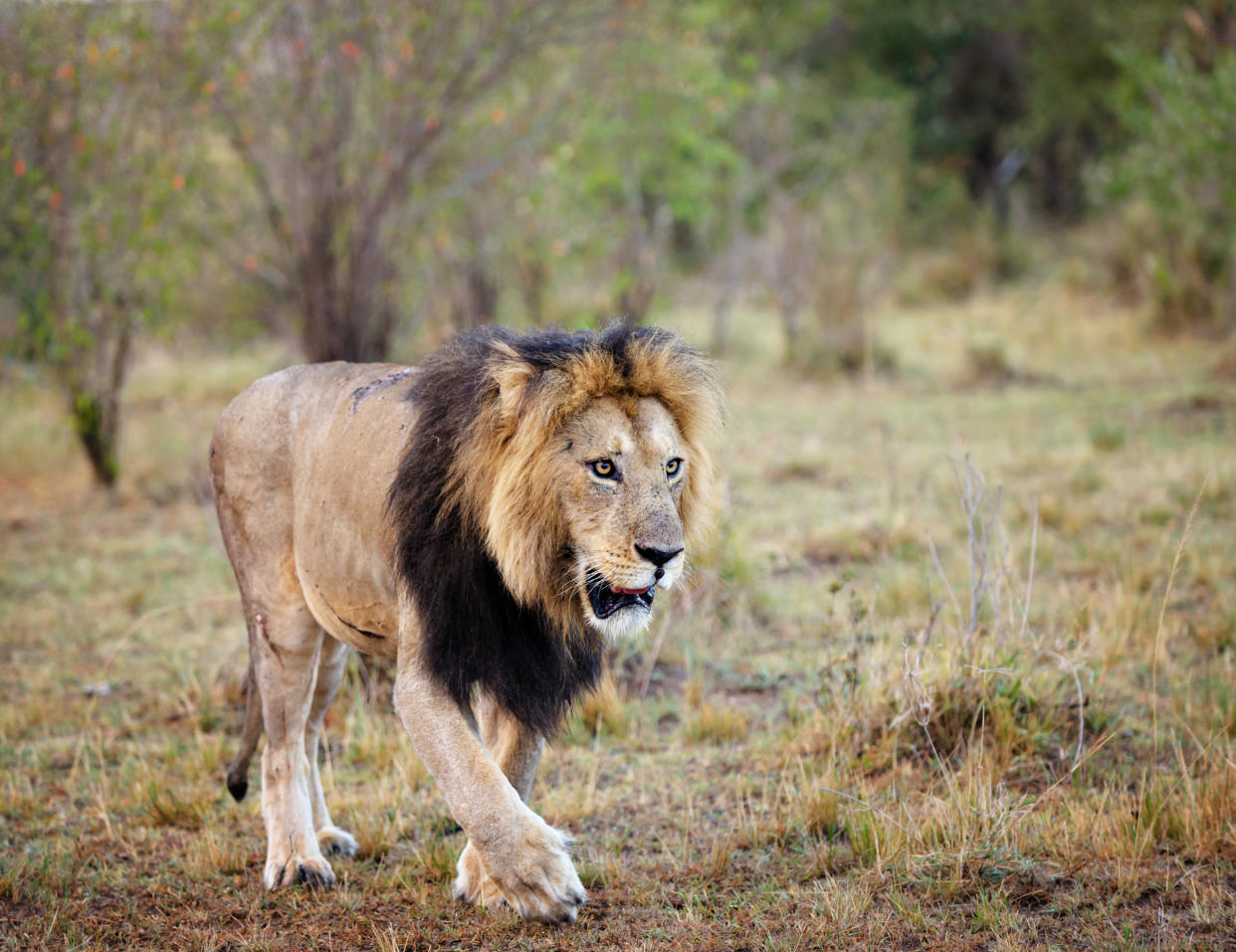 A worker was killed by a lion, similar to the one pictured, at a North Carolina wildlife preserve during an enclosure cleaning, the facility said. (Photo: Vicki Jauron, Babylon and Beyond Photography via Getty Images)