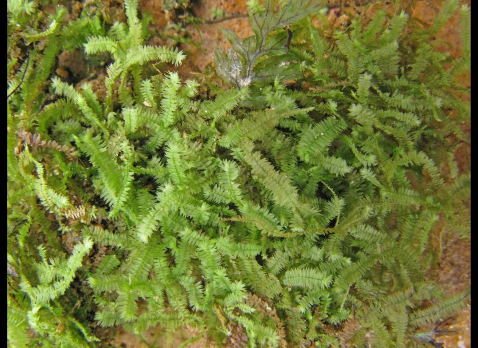 <strong>Scientific Name:</strong> Bazzania bhutanica    <strong>Common Name: </strong>None    <strong>Category:</strong> Liverwort    <strong>Population: </strong>Unknown (declining)    <strong>Threats To Survival:</strong> Habitat degradation and destruction due to forest clearance, overgrazing and development