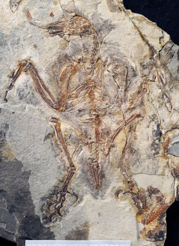 The fossil was so well-preserved that some of the stomach contents were still present