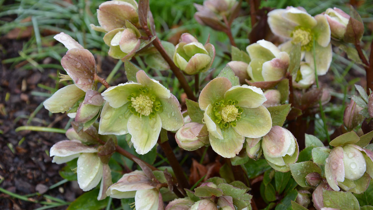  A hellebore plant (Ivory Prince) blooming with raindrops in late winter. 