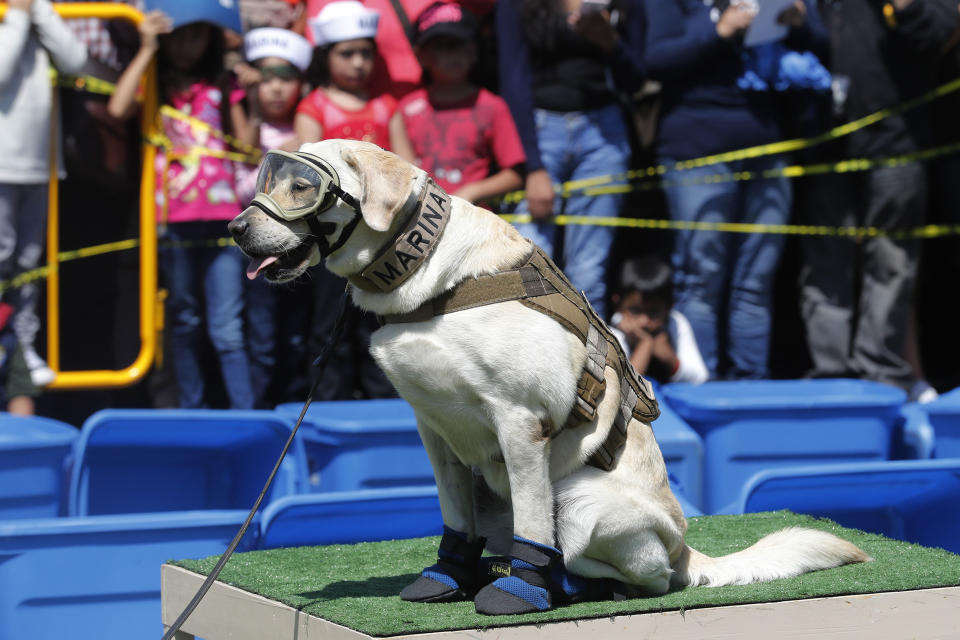 <p>CIUDAD DE MÉXICO Marine/Marina-Frida la perra de rescate Frida entre el público asistente en el Día de la Marina en las instalaciones de la Marina en la Ciudad de México, 14 de octubre de 2017. Foto: Agencia EL UNIVERSAL/Luis Cortés/MAVC </p>