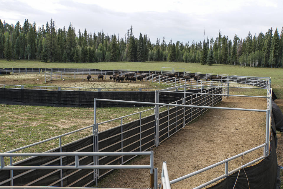 In this photo provided by Grand Canyon National Park, a group of bison are held in a corral at the North Rim of the park in Arizona, on Aug. 30, 2021. Officials at the Grand Canyon have been working to remove hundreds of bison from the North Rim, using a mix of corralling and relocating the animals, and a pilot project this year to allow select skilled volunteers to shoot certain bison. (Lauren Cisneros/Grand Canyon National Park via AP)