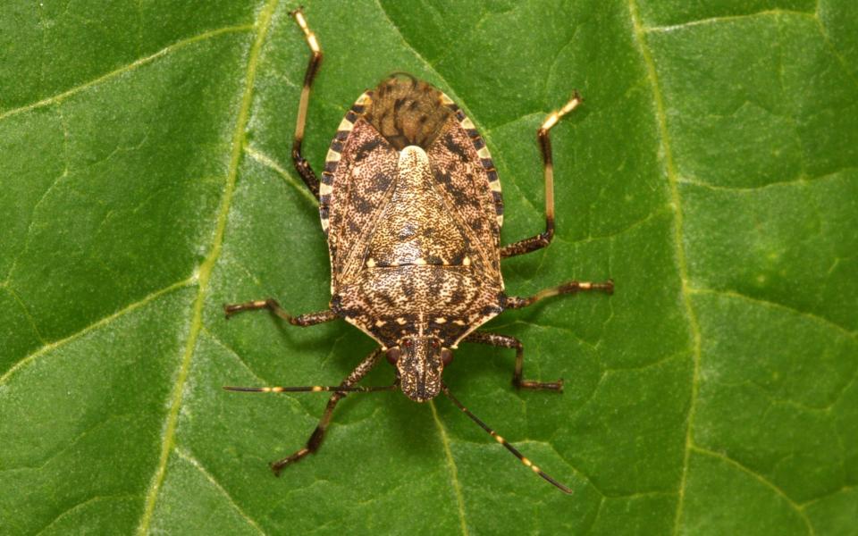 The brown marmorated stink bug