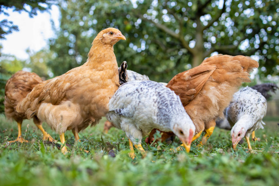This year, the price of three French hens has stayed consistent with 2018 pricing at $181.50.