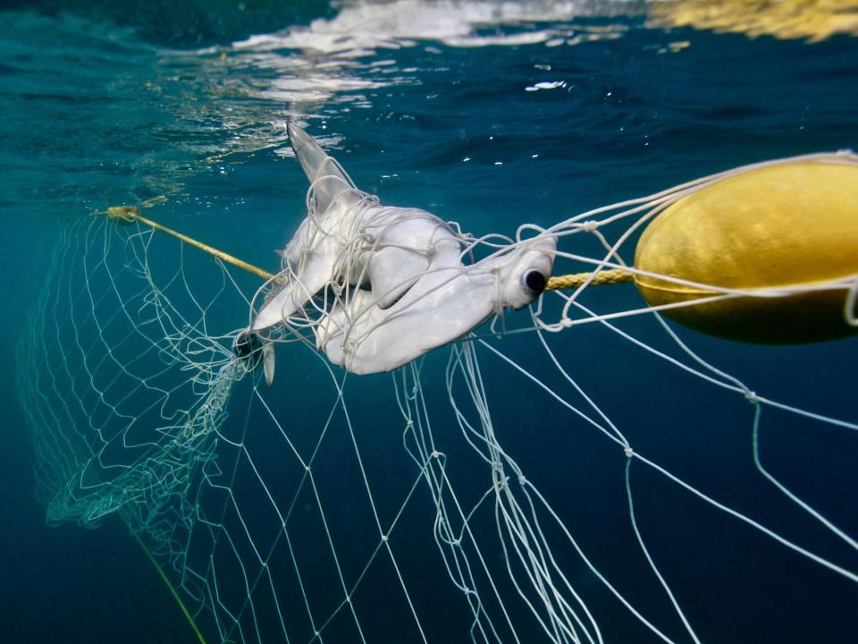 An entangled hammerhead shark - not a species nets are designed to kill - but many die after becoming trapped: HSI-AMCS-N McLachlan
