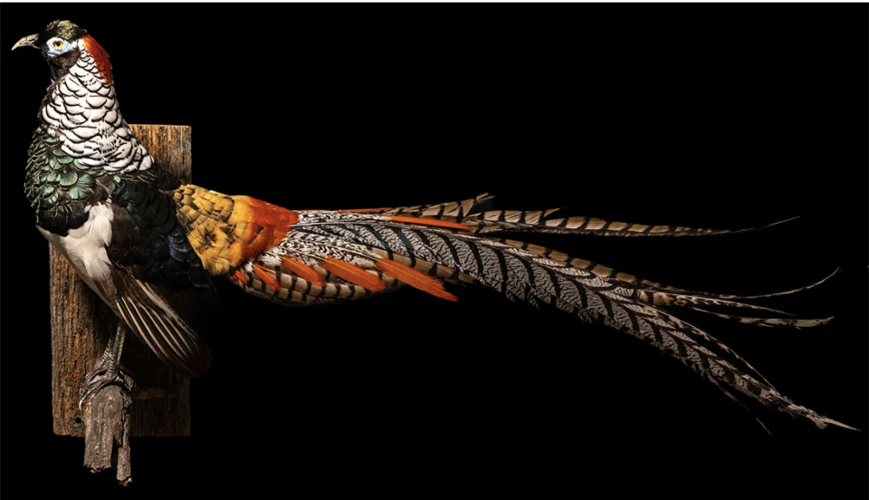 <p><strong>$1600.00</strong></p><p>A taxidermy pheasant will take centerstage with its vibrant feathers and grand size.</p>