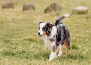 Einfach eine perfekte Kombination: Eisblaue Augen, wunderschönes Fell und eine freundliche Art machen den gutmütigen und intelligenten Australian Shepherd zu einem der beliebtesten Hunde der Deutschen. Seien Sie sich allerdings im Klaren darüber, dass der aktive Vierbeiner ein Hütehund ist und viel Bewegung braucht - für eine kleine Stadtwohnung ist er nicht geeignet. (Bild: iStock / fotostok_pdv)