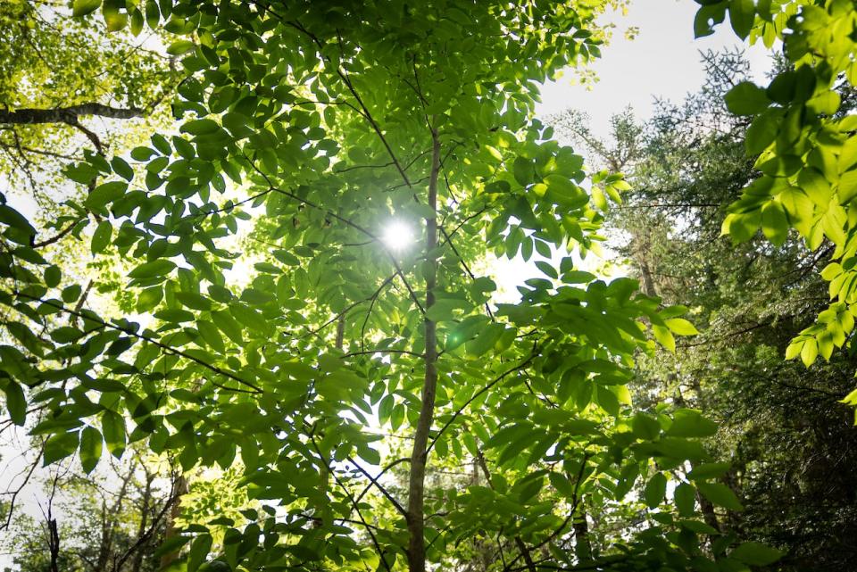 The Ontario government is set to protect black ash trees as an endangered species, but only health trees in areas of the province hit hard by the emerald ash borer. 