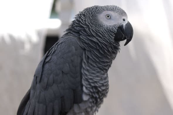 parrot returns home after four years speaking spanish