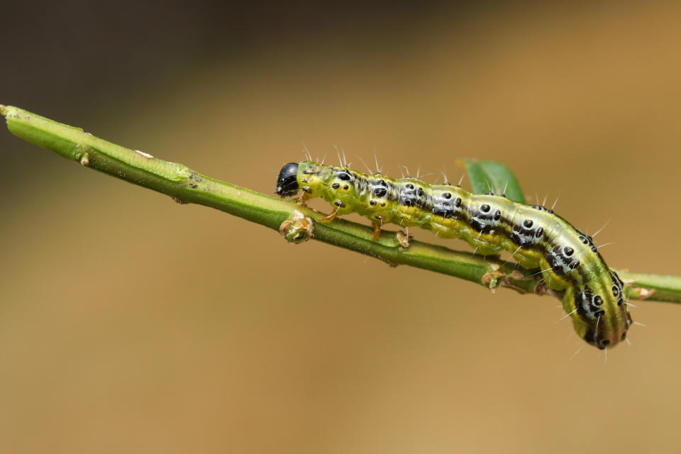 A pretty Box Tree moth Caterpillar (Cydalima perspectalis) feeding on a box bush in the UK.