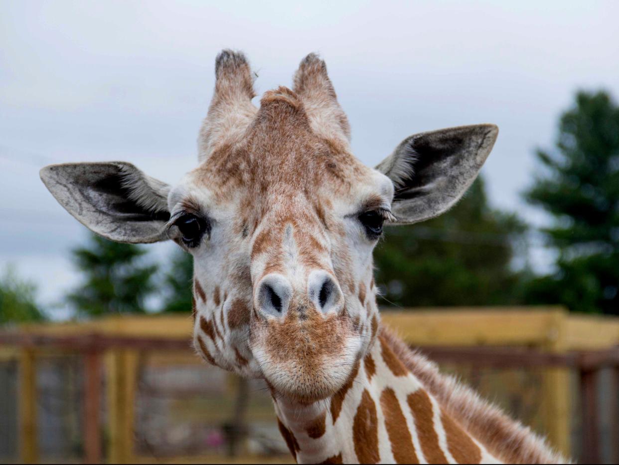 April the giraffe at Animal Adventure Park in Harpursville, New York on 3 June, 2018 (AP)