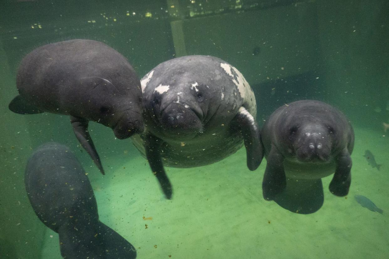 The Columbus Zoo and Aquarium has welcomed four rescued juvenile manatees - Lizzo, Cardi-Tee, MaryKate and Ashley - from a SeaWorld rehabilitation facility in Orlando, Fla., which needed to make room for more critical cases.