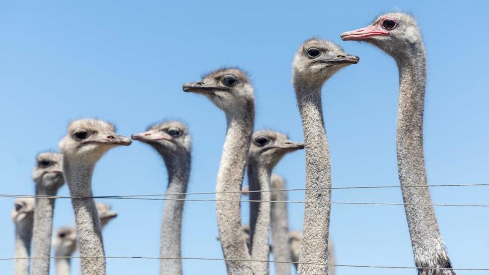 Dozens of ostriches gather in the “grower” pens for juvenile birds.