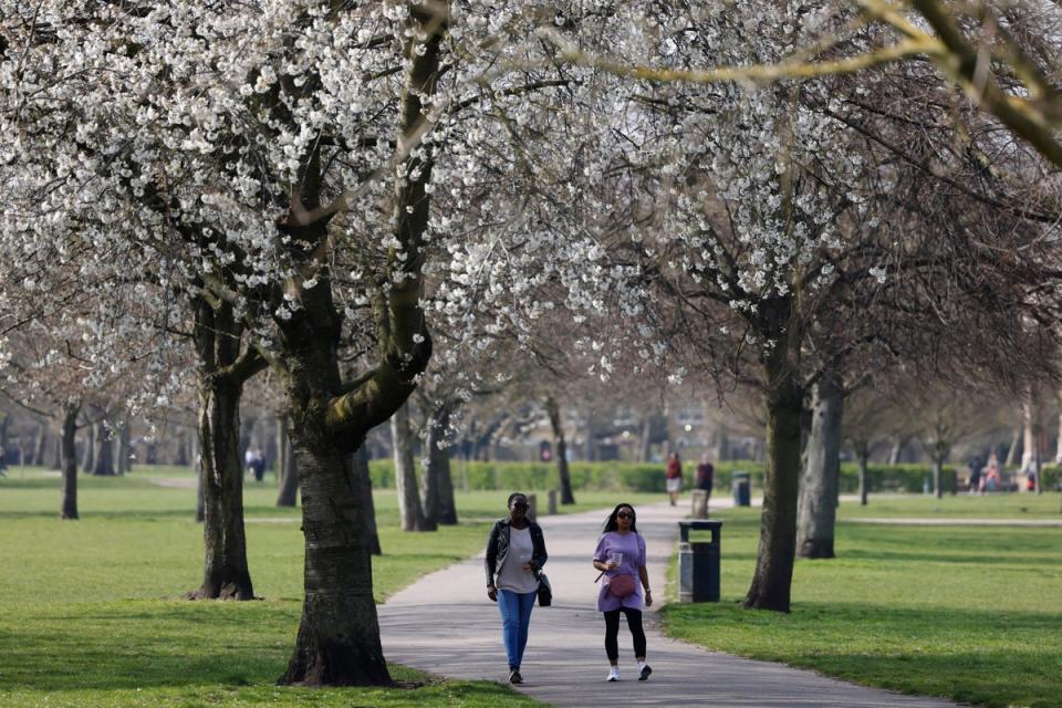 Experts say trees are key to keeping cities cool (AFP via Getty Images)