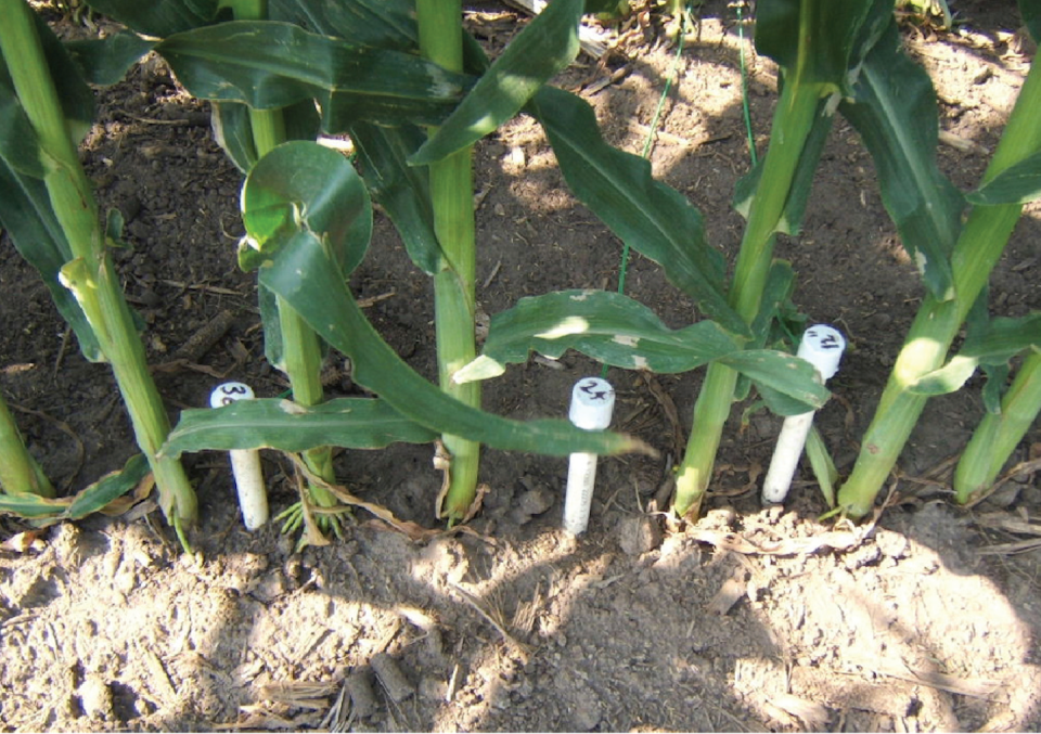 Sensors installed in a corn field. Abdul Salam, <a href="http://creativecommons.org/licenses/by-nd/4.0/" rel="nofollow noopener" target="_blank" data-ylk="slk:CC BY-ND;elm:context_link;itc:0;sec:content-canvas" class="link ">CC BY-ND</a>