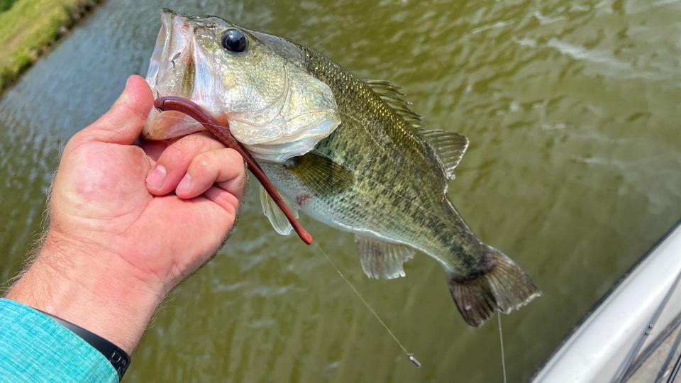 An angler holds up a largemouth bass caught on a dropshot rig