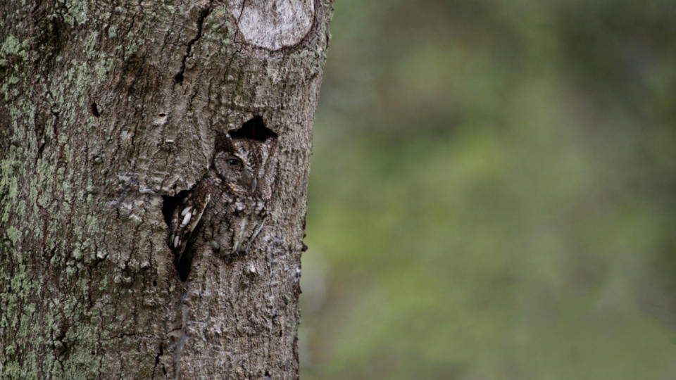 Well camouflaged screech owl sits perched in hollow hole in a tree.