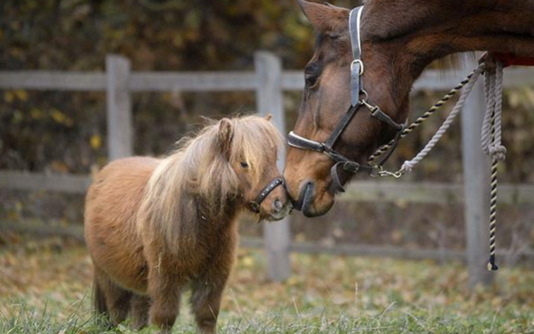 Britain's smallest and tallest horse meet  - Credit: Alamy 