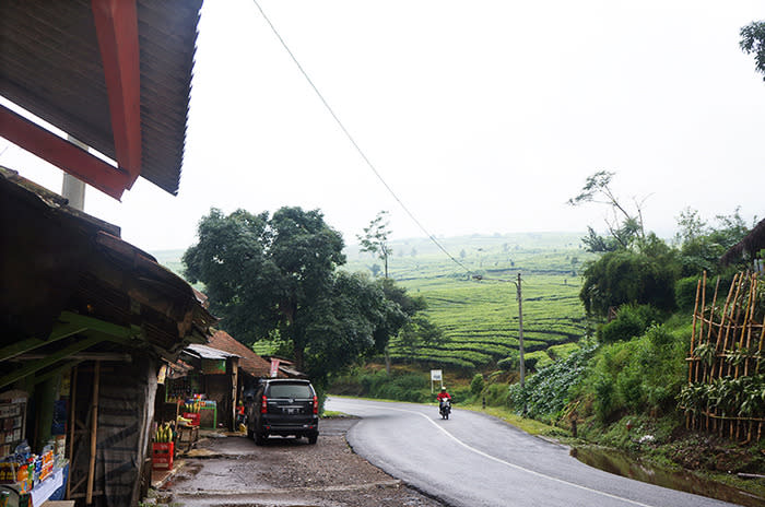 A quick and refreshing tea walk in Bandung's highland