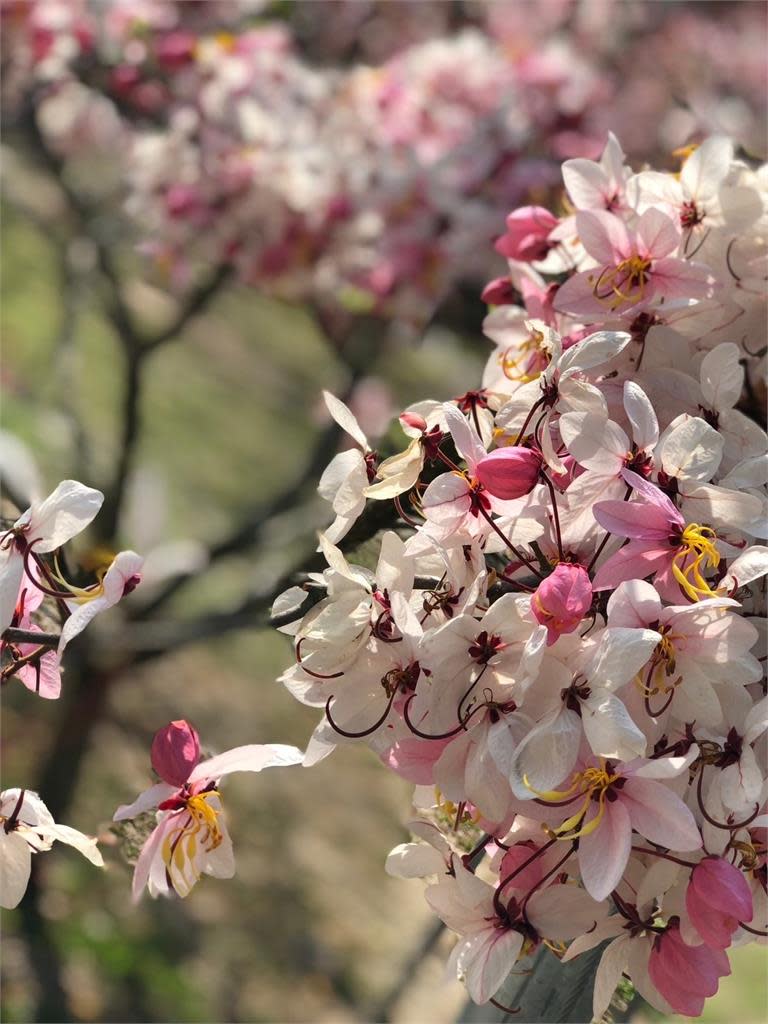 粉紅花旗木盛開「南國花都」插畫地圖帶您遊賞臺南