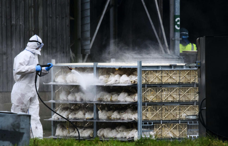 <p>Die Geflügelpest breitete sich Anfang 2017 in Deutschland rasant aus: 66 Betriebe waren von der Vogelgrippe betroffen und mussten geschlossen, mehr als eine Million Hühner, Puten und Enten getötet werden. (Foto: Rex Features) </p>