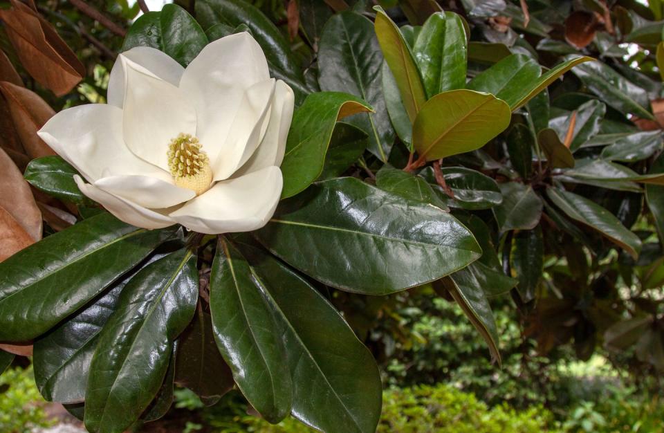 2) Magnolia