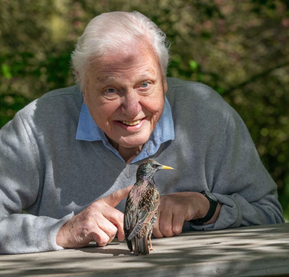 Sir David Attenborough presenting Sounds of Nature