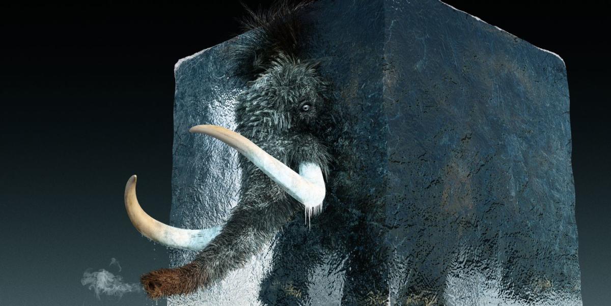 Photo of Wissenschaftler reinkarnieren das wollige Mammut für ein Comeback in 4 Jahren