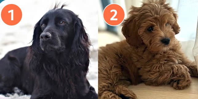 name the celebrity pet owners quiz