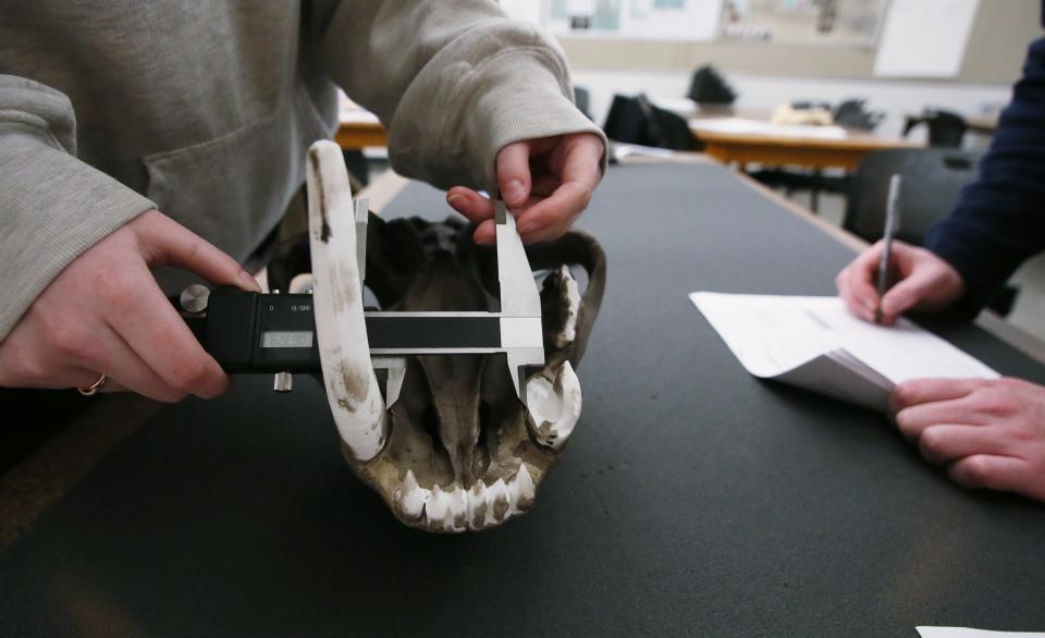 Iowa State University students measure a saber-toothed cat skull recently found in southwest Iowa during their class at Pearson Hall on Tuesday, April 4, 2023, in Ames, Iowa.