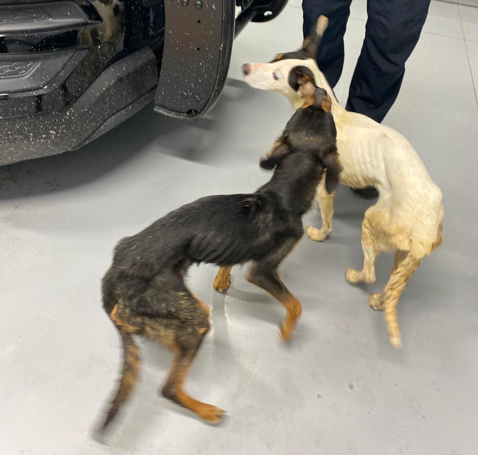 Police say these two dogs, nicknamed Gravy and Turkey, were left abandoned on Thanksgiving.