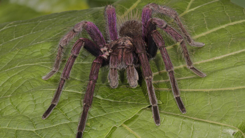 Colombia tarantula