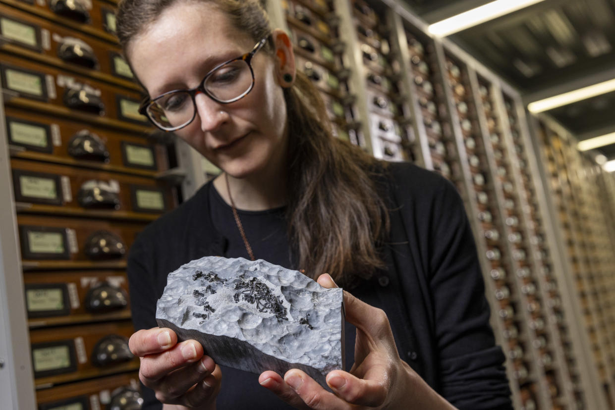 Dr Elsa Panciroli examining one of the fossils