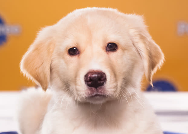 Pearl, a 9-week-old Australian catahoula/labrador retriever mix, is oh my God would you look at that face! (Photo by Keith Barraclough/DCL)