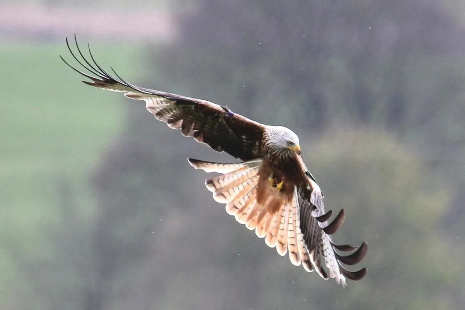 The charges related to the reckless use of illegal poison resulted in the deaths of 15 Ƅirds, including fiʋe red kites.