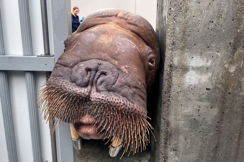 Teenage walruses at Point Defiance Zoo & Aquarium in Tacoma